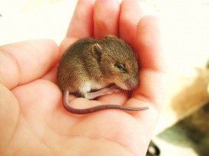 BabyMouseInHand