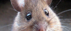 The Mouse Monk