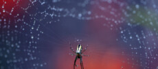 The Spider