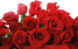 Rose-Day (800x300pxls)