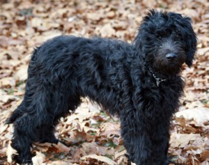 Black Goldendoodle(Cropped)